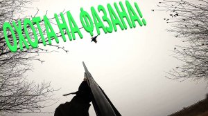 ОХОТА НА ФАЗАНА . СОБАКА ПРЕВЗОШЛА СЕБЯ…