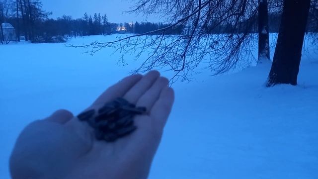 Синица и поползень