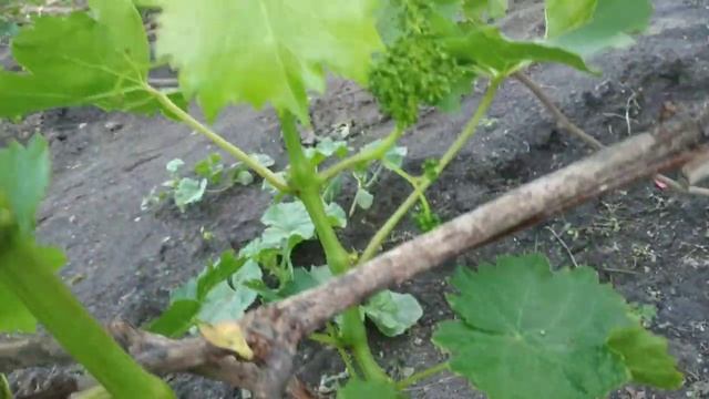 Виноград. 9.06.24г. перед цветением смотреть онлайн