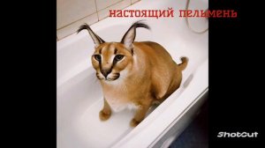 Шлёпа #мем #пельмени