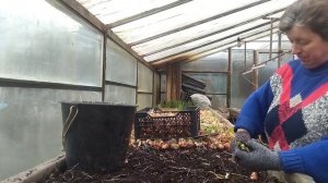 Вырастили лук перо. Выход более 50%