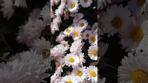 Бал хризантем - 2021.