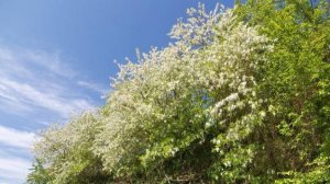 Белой акации гроздья душистые.  Поёт  Валентина  Дробышева.