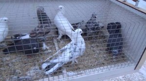 ПТИЧИЙ РЫНОК. УФА. 08 ДЕКАБРЯ 2024 г.