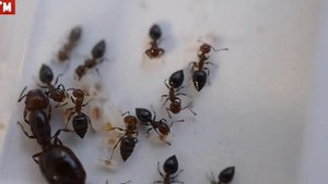 Муравьи Crematogaster schmidti в новой ферме.