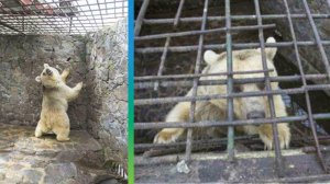 Всю жизнь провела в клетке на задворках ресторана: спасение медведицы Маши из «тюрьмы» в Армении