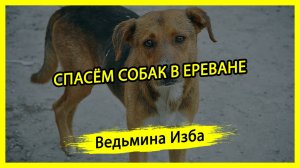 СПАСЁМ СОБАК В ЕРЕВАНЕ. #ВЕДЬМИНАИЗБА ▶️ #МАГИЯ