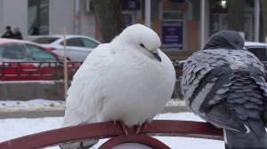 Птицы голуби. Я видео снимаю про белого голубя