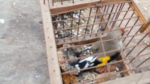 Ловля щеглов первые щеглы нового сезона октябрь 2022