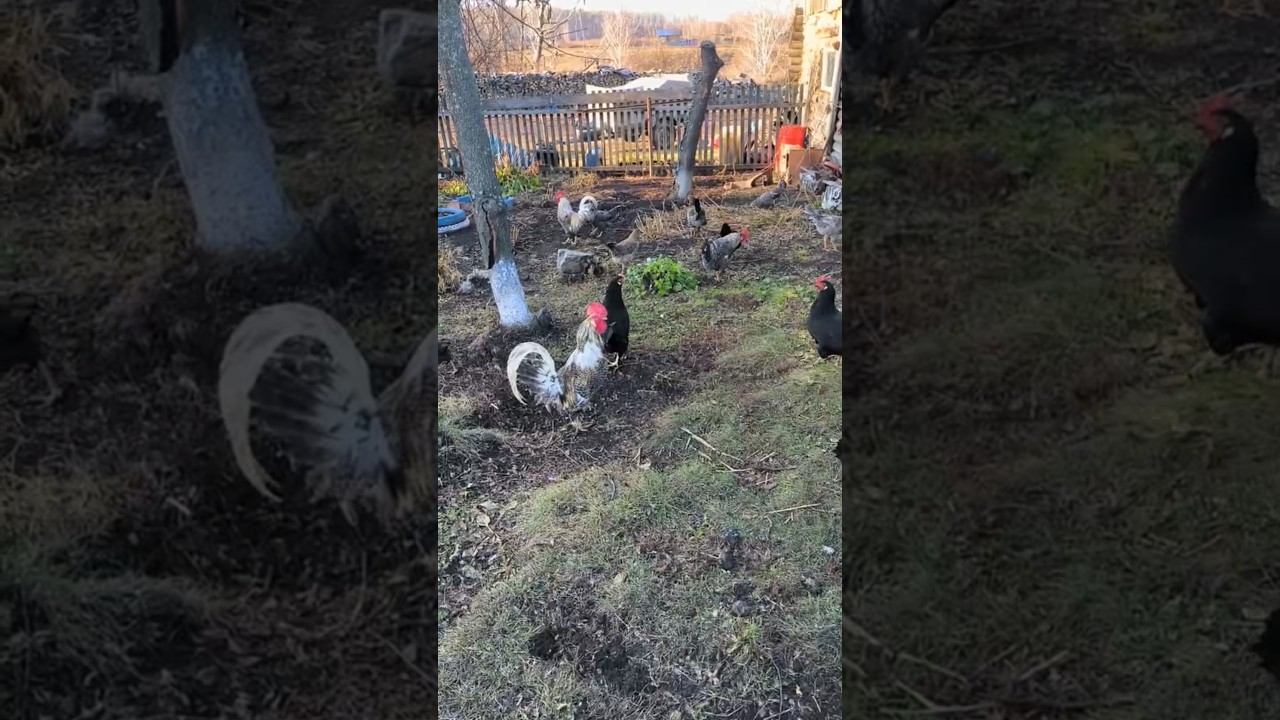 Хозяйство в деревне! Деревенские будни! #деревня #хозяйство #будни #куры #корова #козы #работа #еда смотреть онлайн