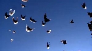 Голуби николаевские г Мариуполя белохвостые и другие