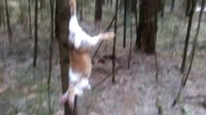 Зайчик попался в ловушку