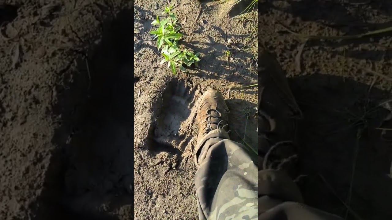 #хитрыйосётр смотреть онлайн