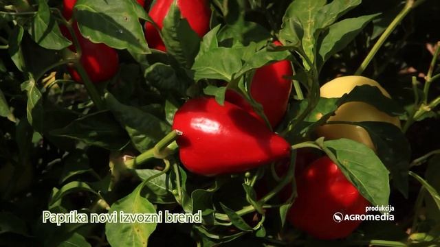 Paprika bi mogla da bude naš novi brend i značajan izvozni proizvod смотреть онлайн