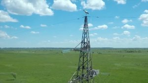 Дальневосточные аисты прилетели в Приамурье на неделю раньше