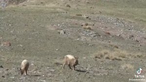 Кыргызстандын Жапайы жаныбарлары