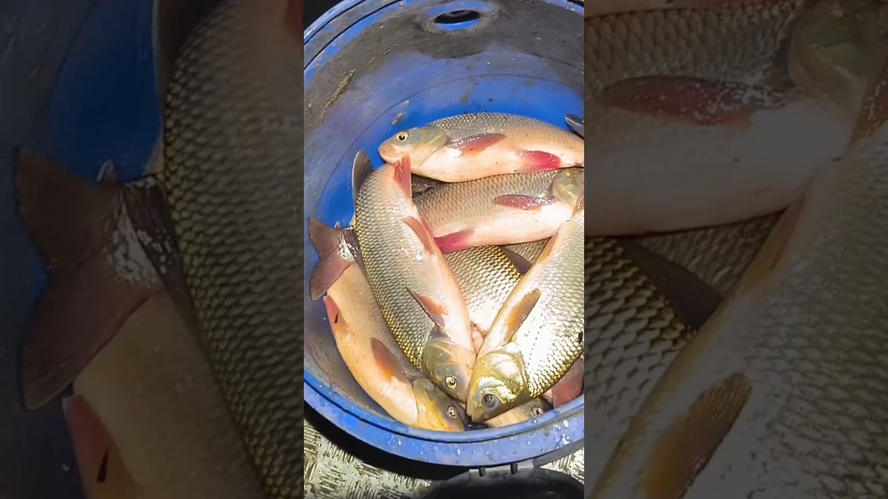 #рыбалка #зимняяловлярыбы #охота #сети #рыбалка смотреть онлайн