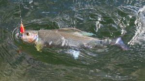 Арктика. Амдерма. Рыбалка на реке Талотаяха 2016.