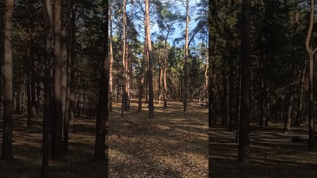 Доброе утро в лесу #звукиприроды #медитация #релакс #бессонница #шумлеса #расслабляющаяприрода