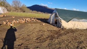 1000 кур на пастбище разворот курятника на 90 градусов