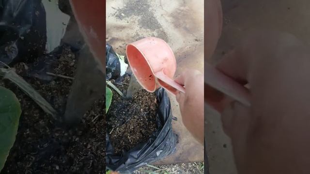Подкормка огурцов сульфатом калия.
