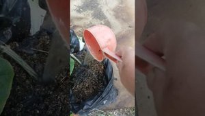 Подкормка огурцов сульфатом калия.