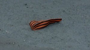 Елена Тишкова  Птицы белые