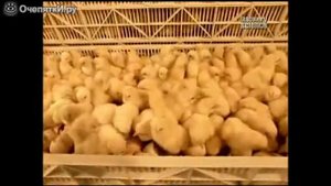 Разведение цыплят в фабричных условиях