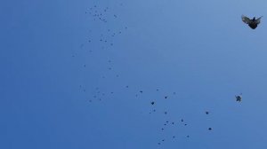 Николаевские голуби г. Саки