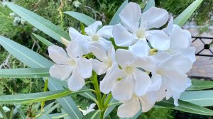 Слышать, знать и развивать свой внутренний импульс в соответствии со своими истинными возможностями.