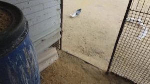 Николаевские голуби с красивым полетом Евгения Филипенко