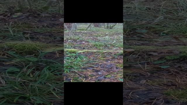 Ложные лисички. _Грибы Плютеи.