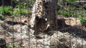 20240327 多摩動物公園 ユキヒョウ ~Japan Tama Zoological Park snow leopard~