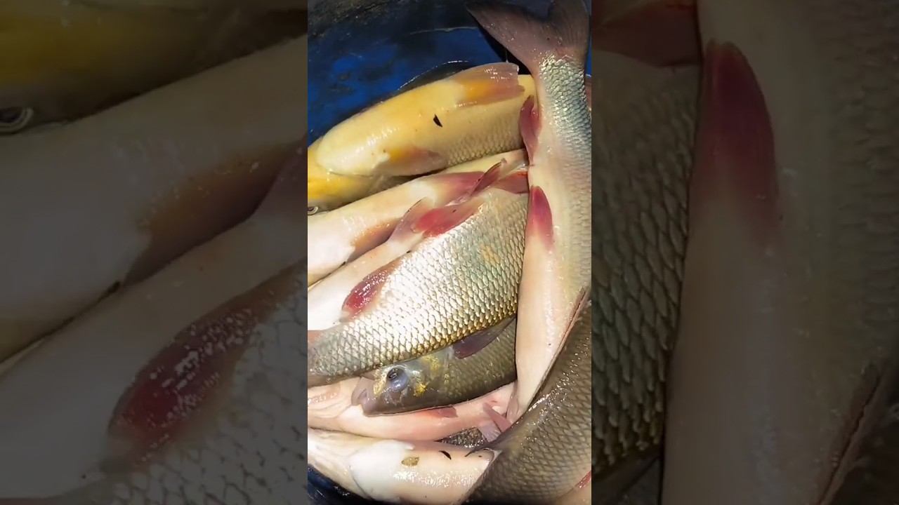 #рыбалка #зимняяловлярыбы #охота #сети #рыбалка смотреть онлайн