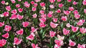 Парад тюльпанов - 2023.