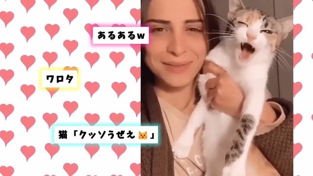 【2ch動物スレ】モップ……ではなくて犬だった！/ペンギンの群れにしれっと混ざる謎の生き物が思わず笑ってしまう！など смотреть онлайн