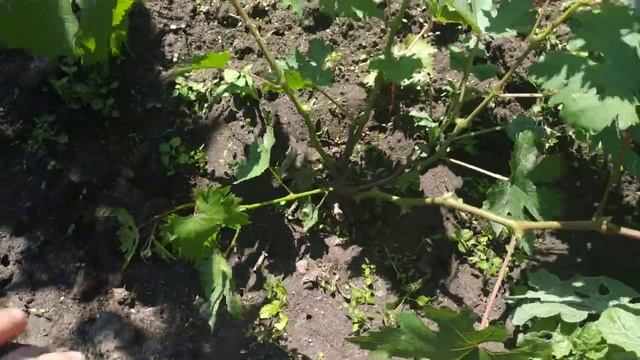 Виноград. Куст 2й год. Что мы хотим вырастить ?Веник , или виноград?... смотреть онлайн
