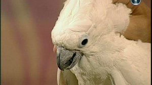 В мире животных с Николаем Дроздовым 2013 г Выпуск - 26
