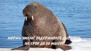 Морж. Интересно знать #морж