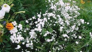 Выращивание, размножение и уход за  многолетней Гипсофилой на Урале .