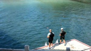 Дельфины (Лучшее в мире выступление Дельфинов)