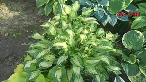 ☘️Allegan Fog ретроспектива#petrnovar #запорожье #hostas #хосты #ретроспектива