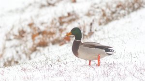 ❄ Белый город в белом — прогулка