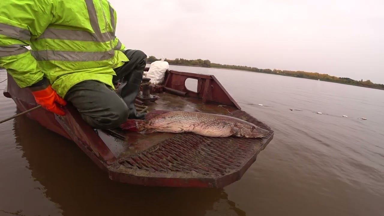 Рыбалка. ЩУКА 15 КГ. #shorts смотреть онлайн