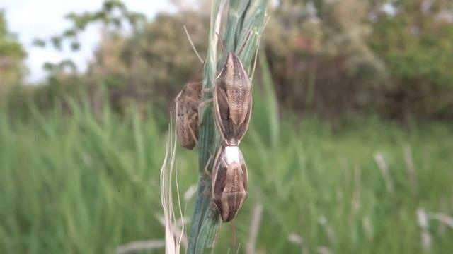 【世界初ASMR】ウズラカメムシの交尾５　カメムシは世界中で嫌われている虫です。理由は「臭い」だからです。さらに農作物に加害する悪い虫でもあります。「音を出す」ことは知られていません。世界初収録で