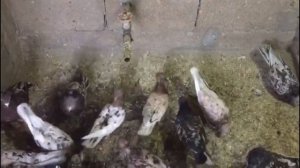 Рыже мраморные голуби Дагестана