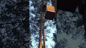 Мохноногий сыч