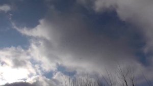 Бойные голуби