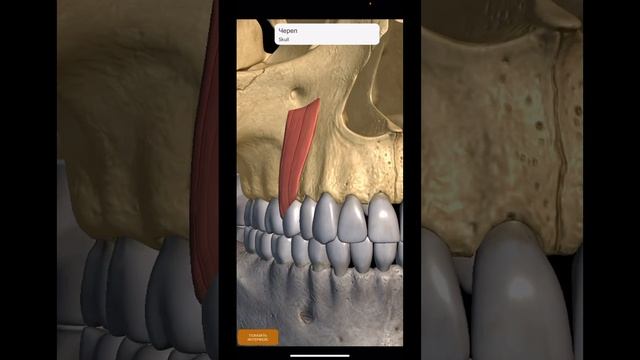 Что такое "СОБАЧИЙ МУСКУЛ"? #anatomy #shorts