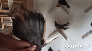 Измаильские турманы Максимова Анатолия.  город Измаил. 20.06.2021.